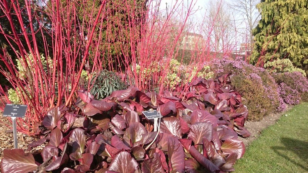 Christmas in Cambridge - botanical gardens