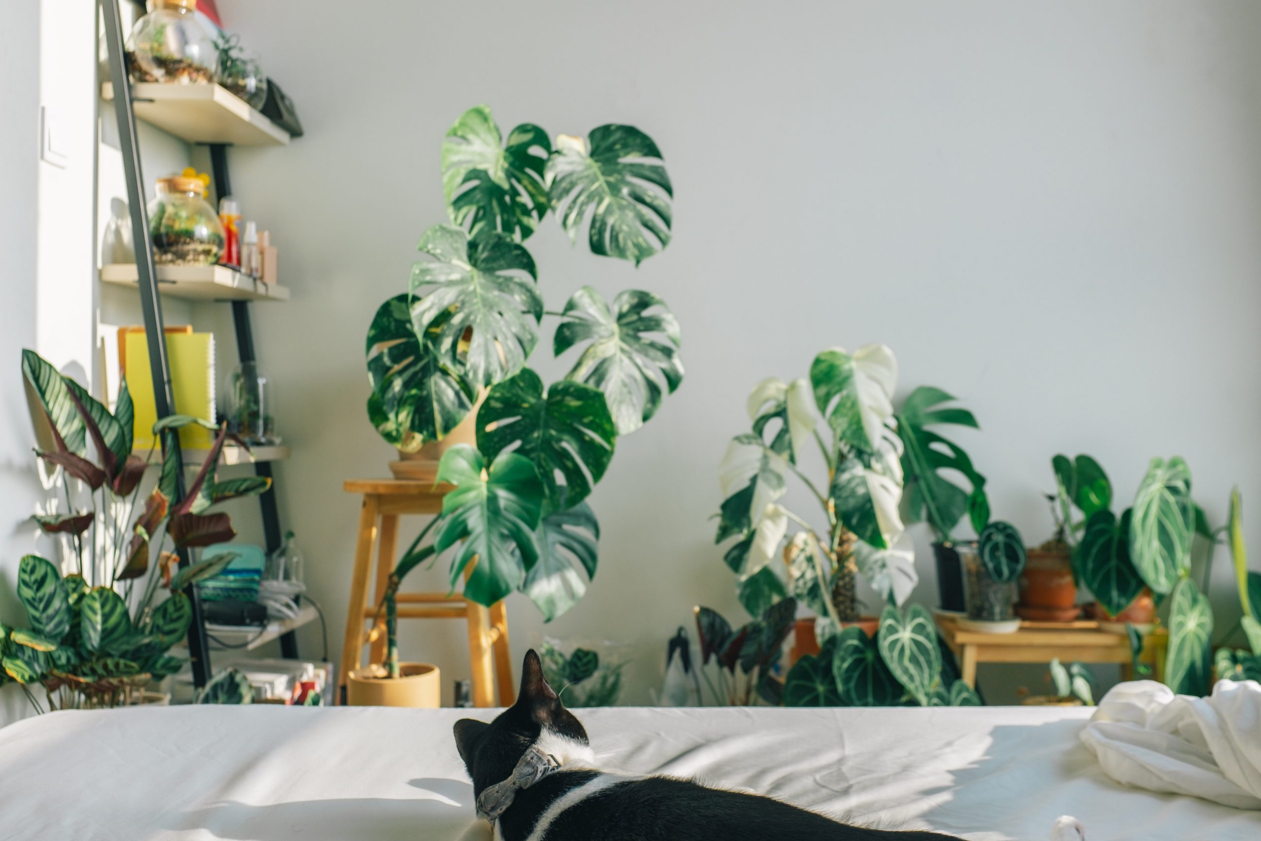 indoor plant to fit the nature-inspired room decor ideas